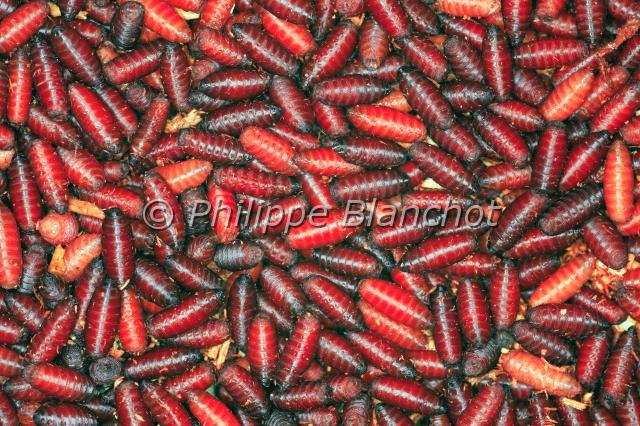 pupes calliphoridae.JPG - Amas de pupes de CalliphoridésPupae of blowflyMouche à viande, Calliphora sppDiptera, France